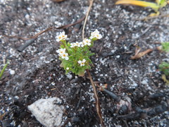Pseudoselago gracilis
