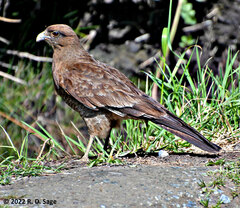 Daptrius chimango