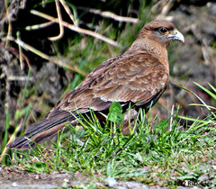 Daptrius chimango