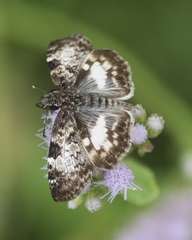 Chiomara georgina