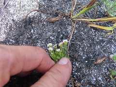 Pseudoselago gracilis