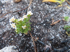 Pseudoselago gracilis