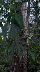 Syngonium podophyllum