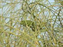 Chamaeleo chamaeleon chamaeleon