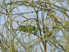 Chamaeleo chamaeleon chamaeleon
