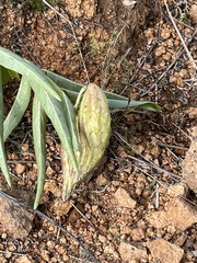 Asclepias