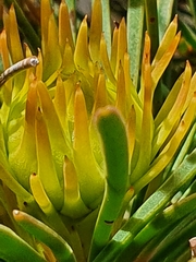 Aulax cancellata