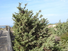 Juniperus macrocarpa