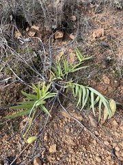 Asclepias