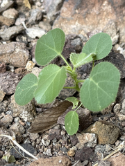 Croton ciliatoglandulifer
