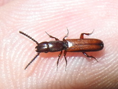 Taphroscelidia linearis