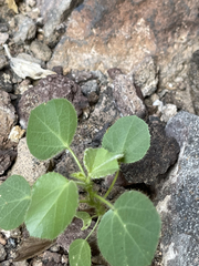 Croton ciliatoglandulifer