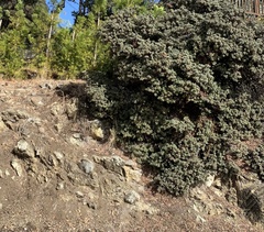 Quercus durata durata