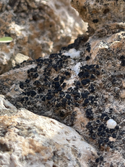 Lichinaceae