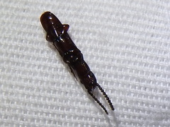 Taphroscelidia linearis