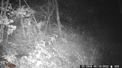 Didelphis virginiana