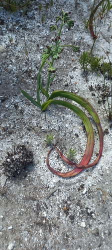 Image of Codonorhiza micrantha by (c) Adele SL, some rights reserved (CC BY)