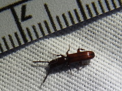 Taphroscelidia linearis