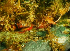 Austrolabrus maculatus
