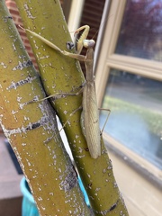 Mantis religiosa