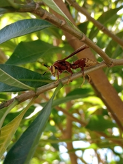 Polistes cavapyta
