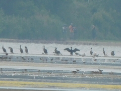 Leucophaeus atricilla