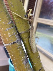 Mantis religiosa