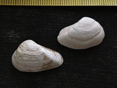 Erodona mactroides