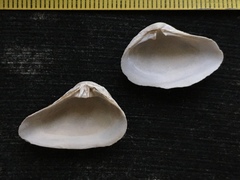 Erodona mactroides