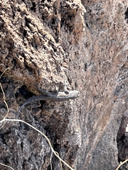 Urosaurus nigricauda