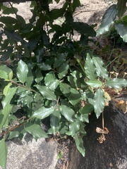 Frangula californica