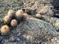 Echinocereus reichenbachii baileyi