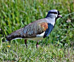 Vanellus chilensis