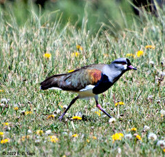 Vanellus chilensis