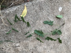 Convolvulus equitans