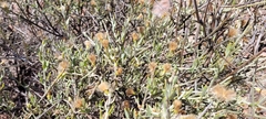 Cyclolepis genistoides