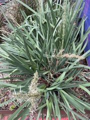 Lomandra