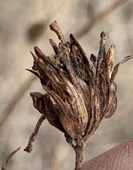 Cordylanthus rigidus rigidus