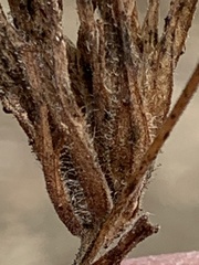 Cordylanthus rigidus rigidus