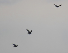 Columba palumbus palumbus
