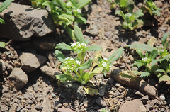 Leucocera sessiliflora