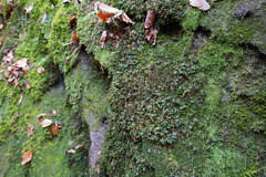 Rhizomnium punctatum