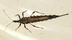 Idolothrips spectrum