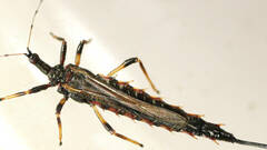 Idolothrips spectrum