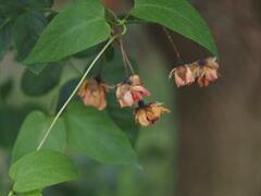 Trichodesma calycosum