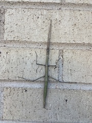 Megaphasma denticrus