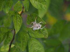 Tessaratoma papillosa