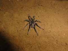 Catanduba flavohirta