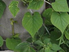 Cissus verticillata