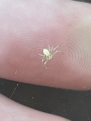 Misumessus oblongus